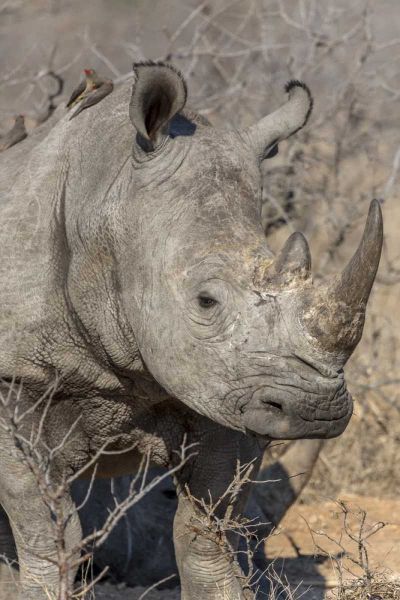 South Ngala Private Game Reserve White rhino